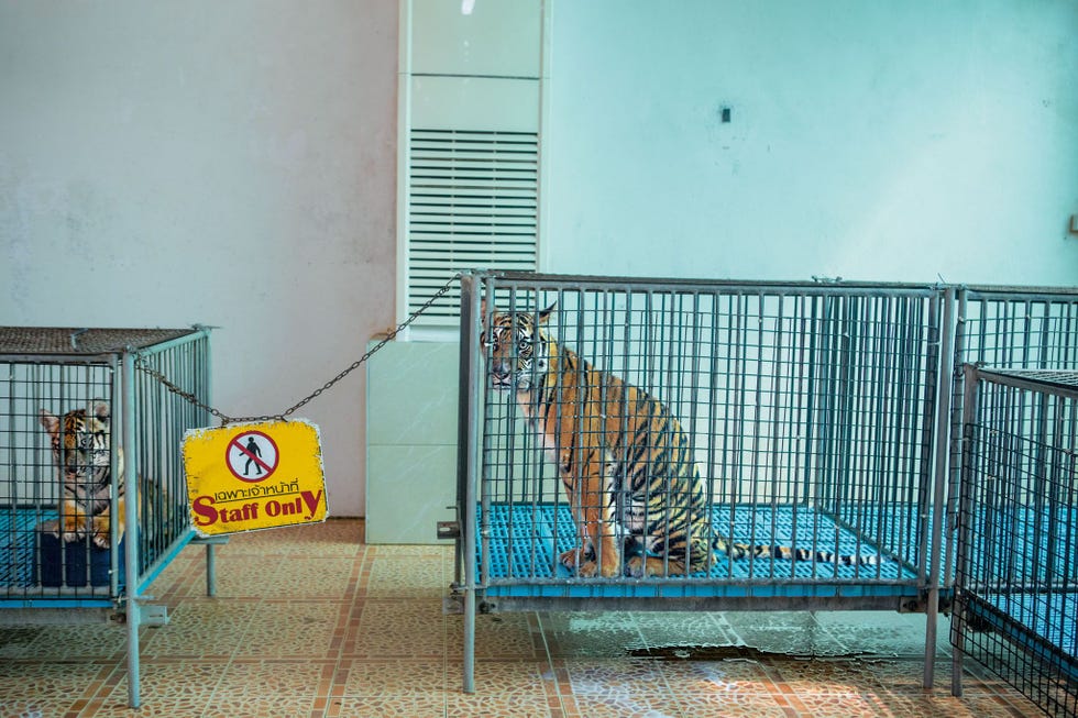 In de Sriracha Tiger Zoo in de Thaise stad Chonburi zitten welpjes in kleine kooien waar ze uit worden gehaald voor fotomomenten Tijgerjongen worden in gevangenschap al snel na hun geboorte bij hun moeder weggehaald zodat er altijd knuffelwelpjes zijn voor de toeristen