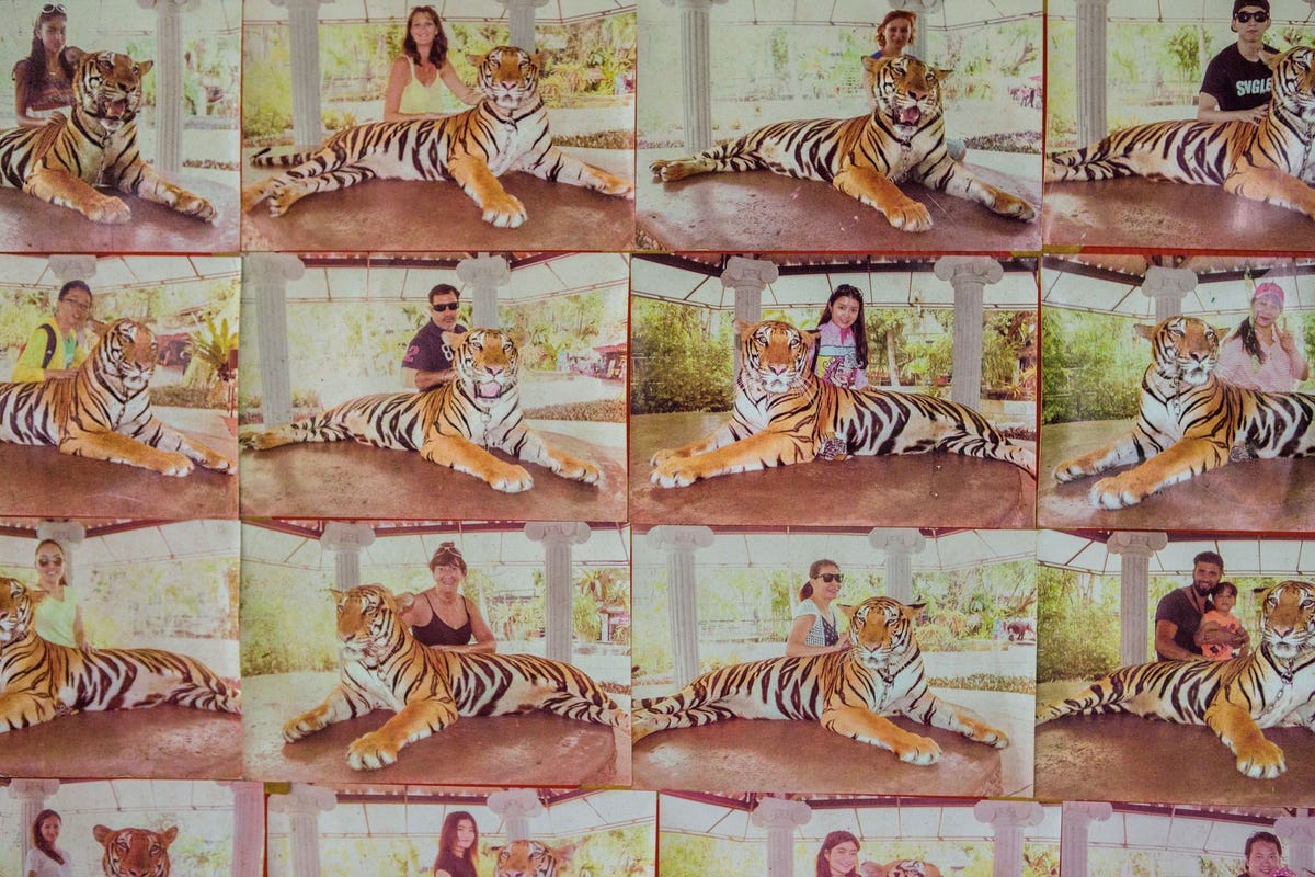 Souvenirfotos als voorbeeld op een bord in de Pkuket Zoo Thailand Voor negen euro kunnen toeristen op de foto met deze tijger De tijger zit met een korte ketting vast aan de vloer en kan niet opstaan Vaak worden tijgers gedrogeerd of ontdaan van hun klauwen