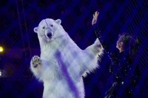 https://www.nationalgeographic.com/content/dam/magazine/rights-exempt/2019/06/wildlife-tourism/wildlife-tourism-social-media-animals-25.jpg Door een net is een dansende ijsbeer van het Circus on Ice te zien in de Russische stad Kazan Optredens met ijsberen zijn zeer zeldzaam De vier beren van de show dragen metalen muilkorven en hun trainer Yulia Denisenko heeft een metalen stok Tussen de trucjes door gaan de beren liggen om over het ijs te rollenUit Verborgen dierenleed de waarheid achter onze vakantiekiekjes juni 2019