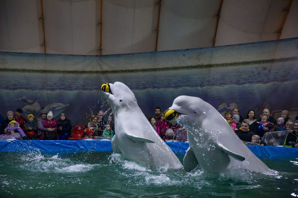 Witte dolfijnen treden op in een rondreizend aquarium onder een opblaasbare tent in de Russische stad Saratov Witte dolfijnen worden in Russische wateren gevangen en leven in dit soort omstandigheden niet lang De Russische vicepremier maakte vorige week bekend dat de regering van plan is om de maas in de wet te dichten die nu nog toestaat dat walvisachtigen ten behoeve van aquariums worden gevangen