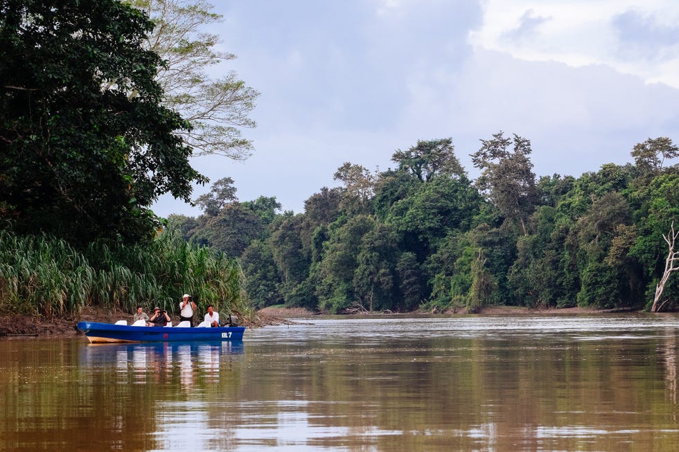 Borneo tours - Borneo orangutan tour