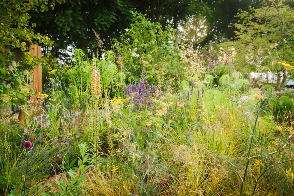 These dry gardens are showing how to plant for the future