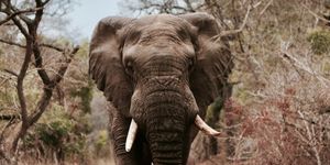 Elephant, Elephants and Mammoths, Terrestrial animal, Vertebrate, Wildlife, Indian elephant, African elephant, Tusk, Nature reserve, Safari, 