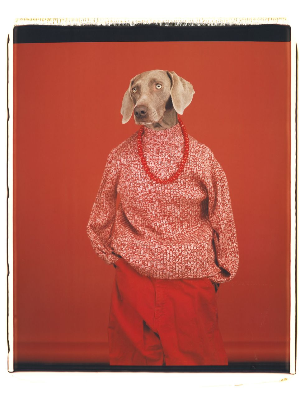 William Wegman, Casual, fashion, cane, Polaroid