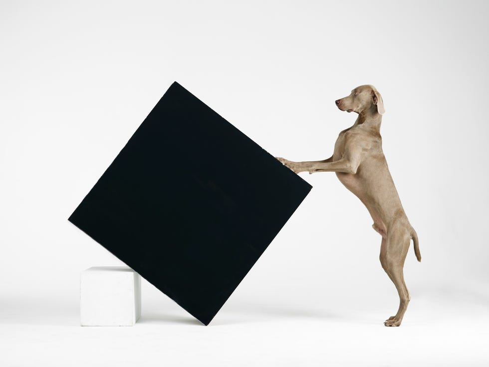 William Wegman, Constructivism, foto, cane, modello