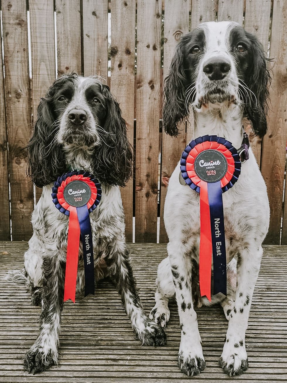 Canine Cottages winning dogs