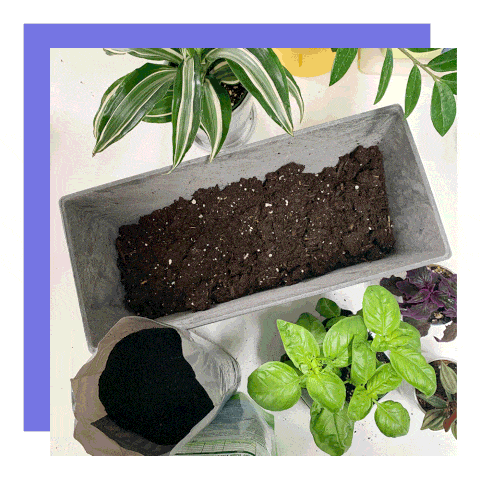 willow biochar and soil in planter box with basil and mint