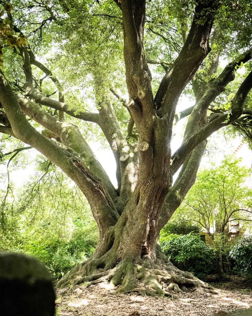 The Shortlist Is In For 2023s Tree Of The Year Which Will You Vote For