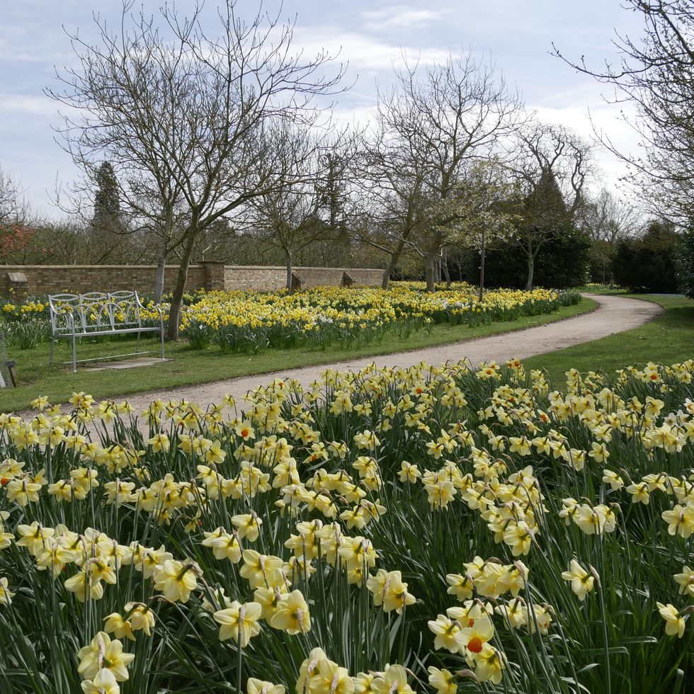 daffodils in the garden at wimpole, norfolk