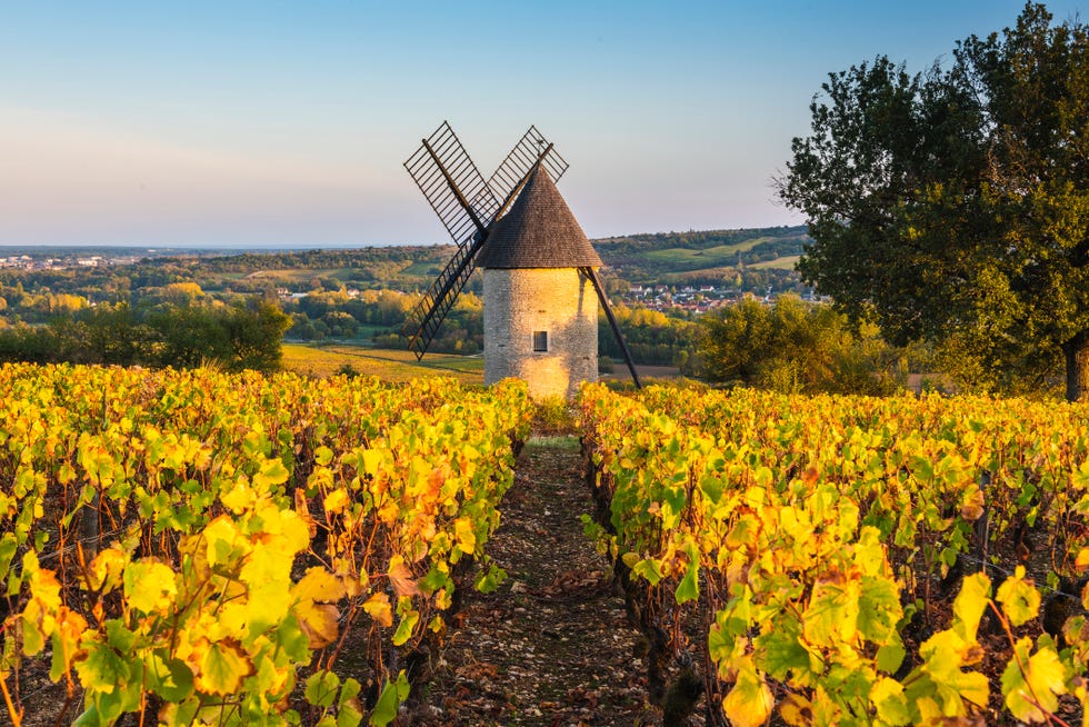French vineyard