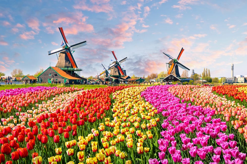 Amsterdam tulips holiday
