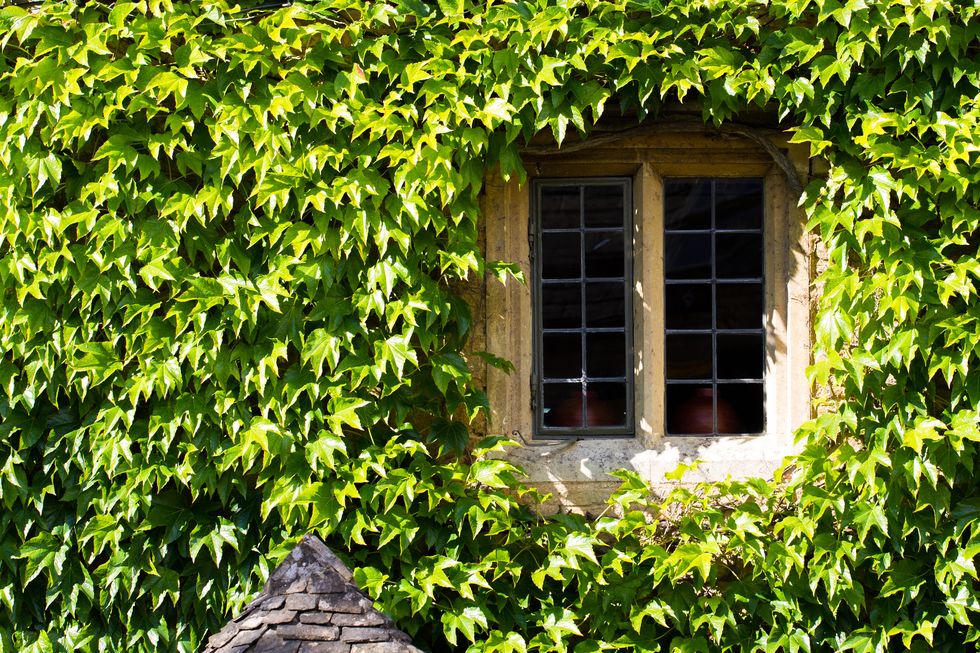 Window Amidst Ivy On House