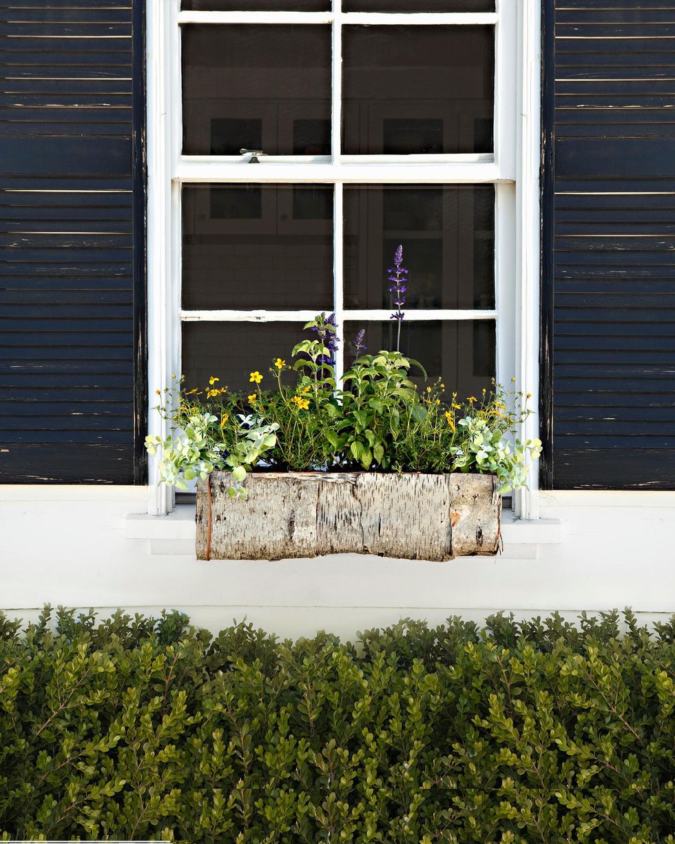 black shutters white window boxes