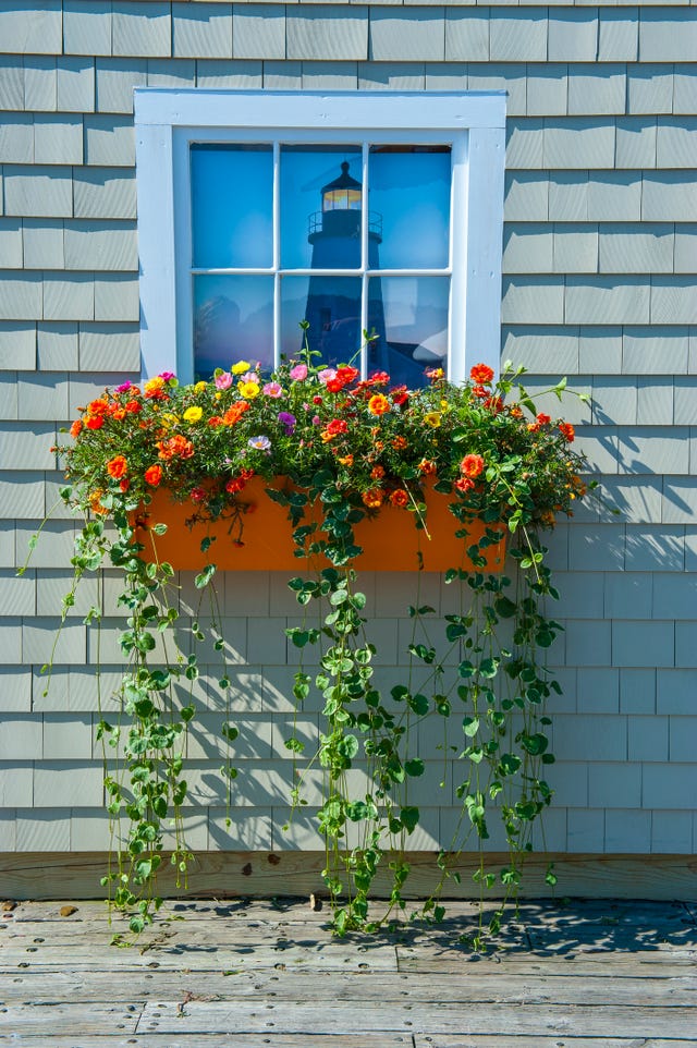 Window Boxes: Best Flowers, Plants, Care Tips And Styling Ideas