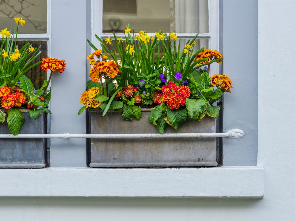 Window Boxes - 10 Easy Steps To Planting A Window Box