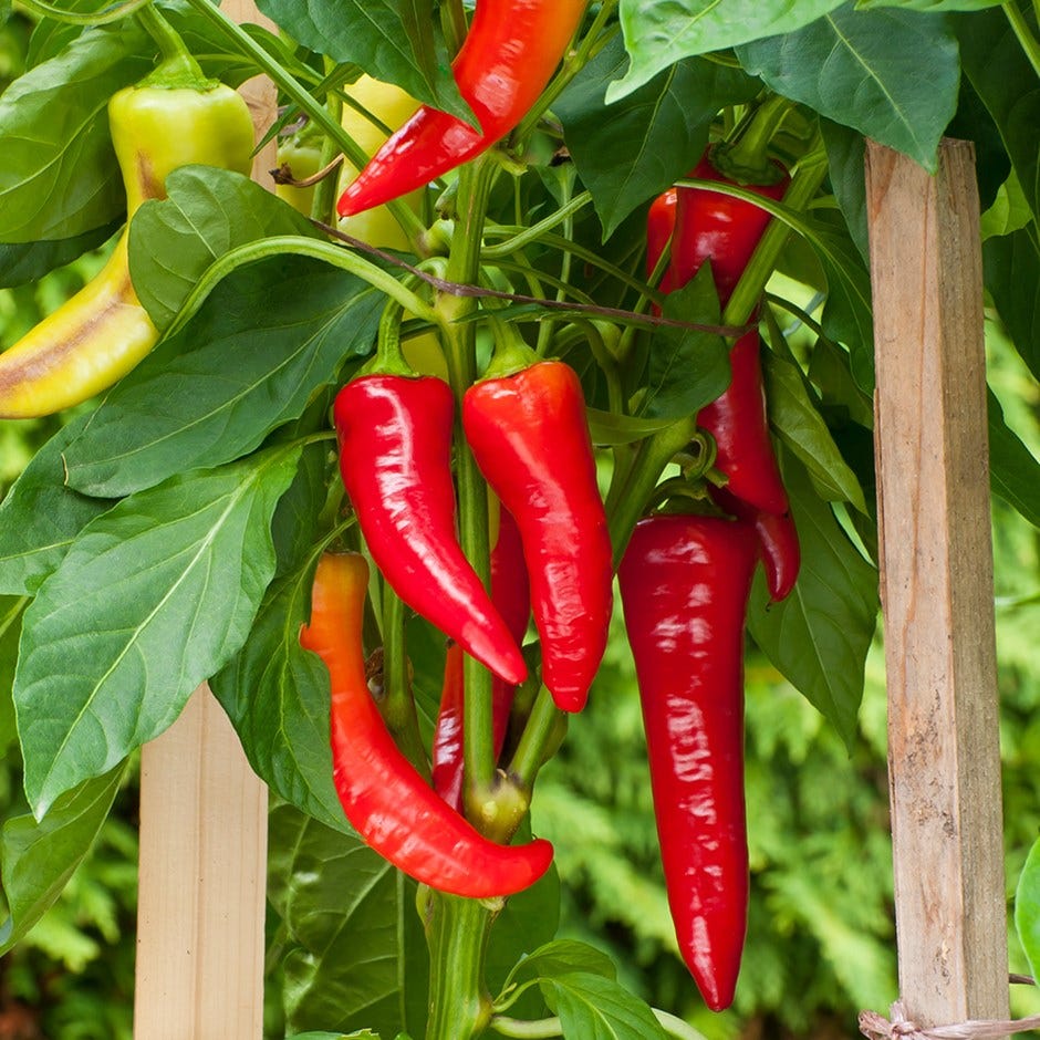 window boxes   chilli