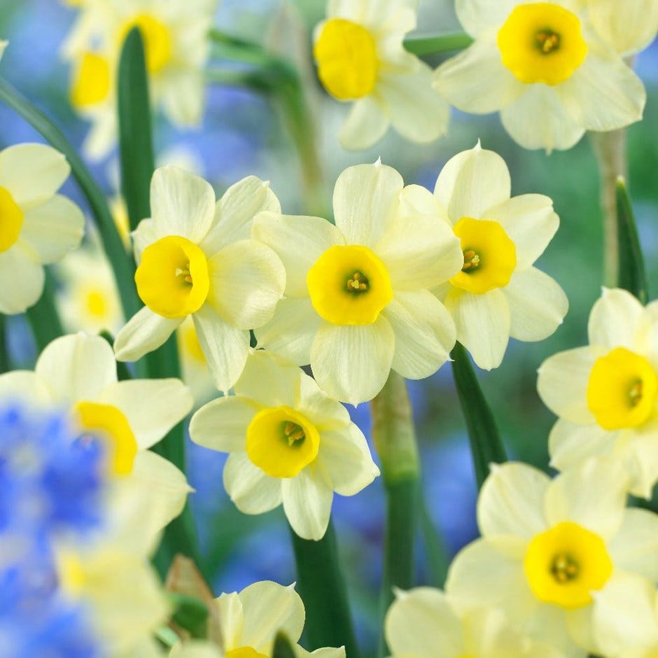 window boxes   daffodils