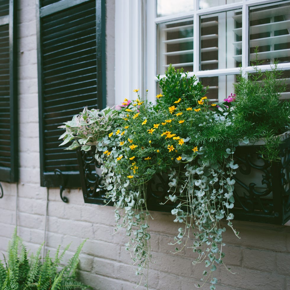 low maintenance front yard ideas window boxes low maintenance front yard ideas window boxes