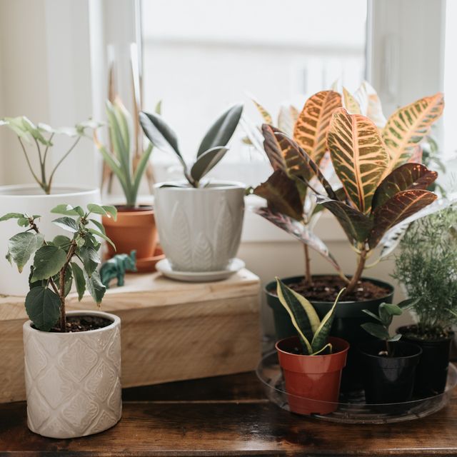 propagate house plants