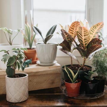 propagate house plants