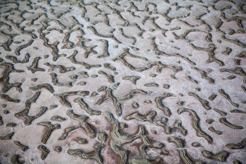 GREAT SALT LAKE UTAH  De oevers van het Great Salt Lake zijn een geliefde plek voor trekvogels als fluitzwanen witte pelikanen witmaskeribissen prairiemeeuwen geoorde futen slechtvalken en Amerikaanse zeearenden