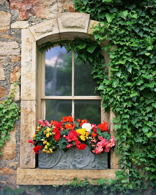 windowbox with begonias