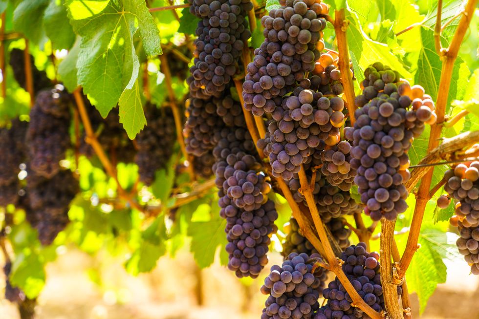 wine grapes