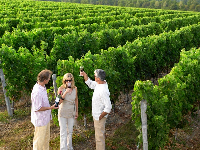 wine tasting holidays, from kent to bordeaux