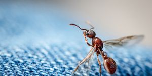 winged ant on blue surface