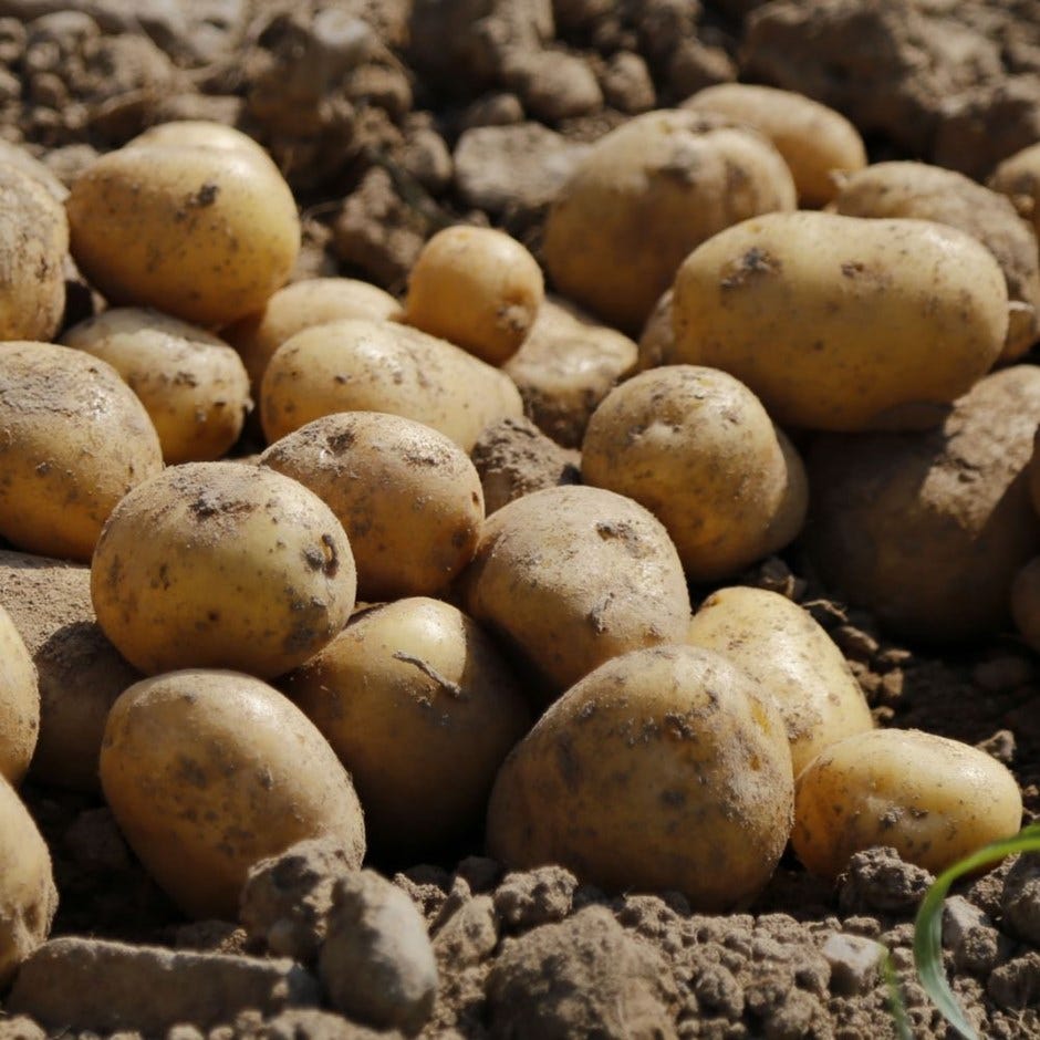 How to grow potatoes