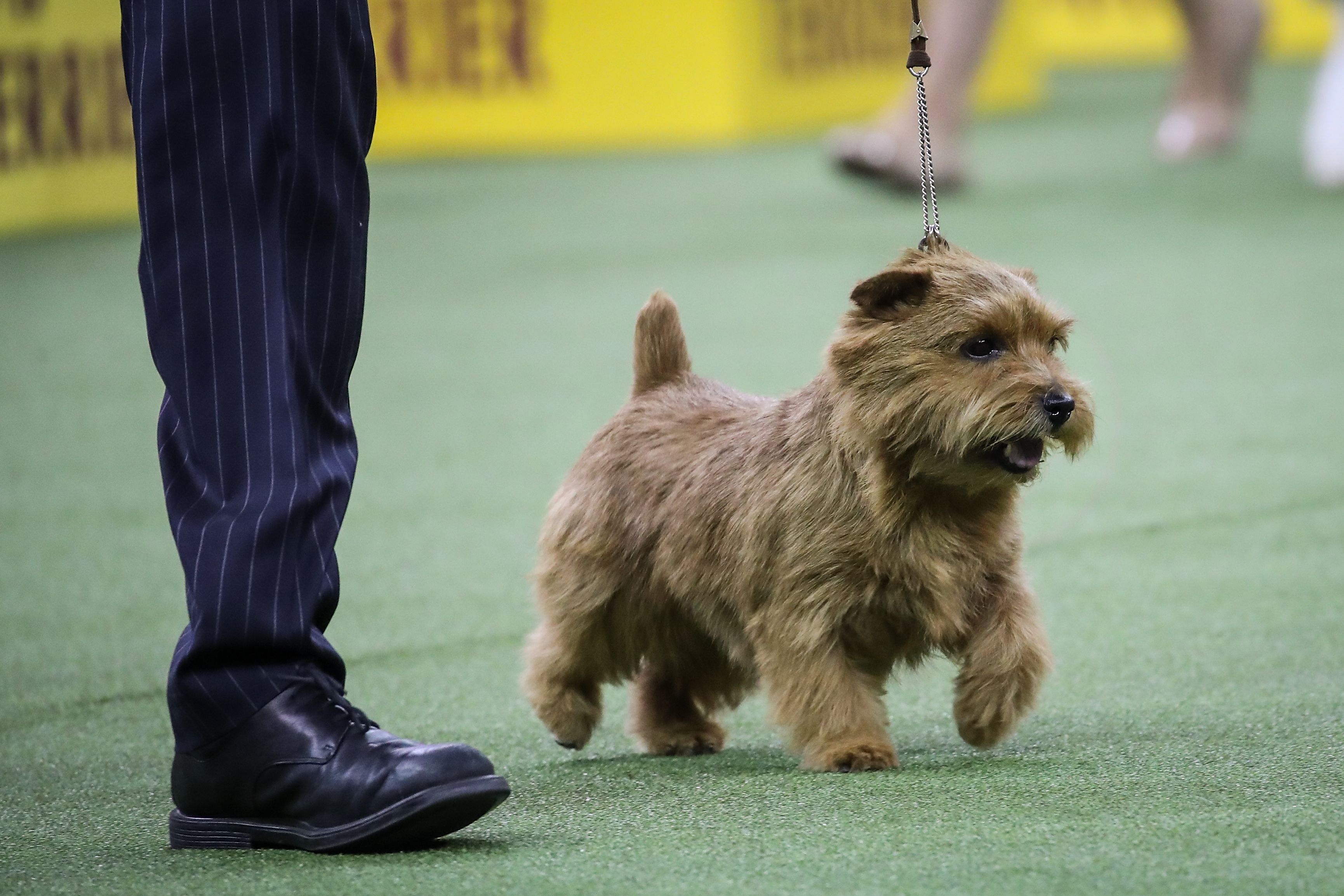 8 Dog Breeds Loved by The Royal family