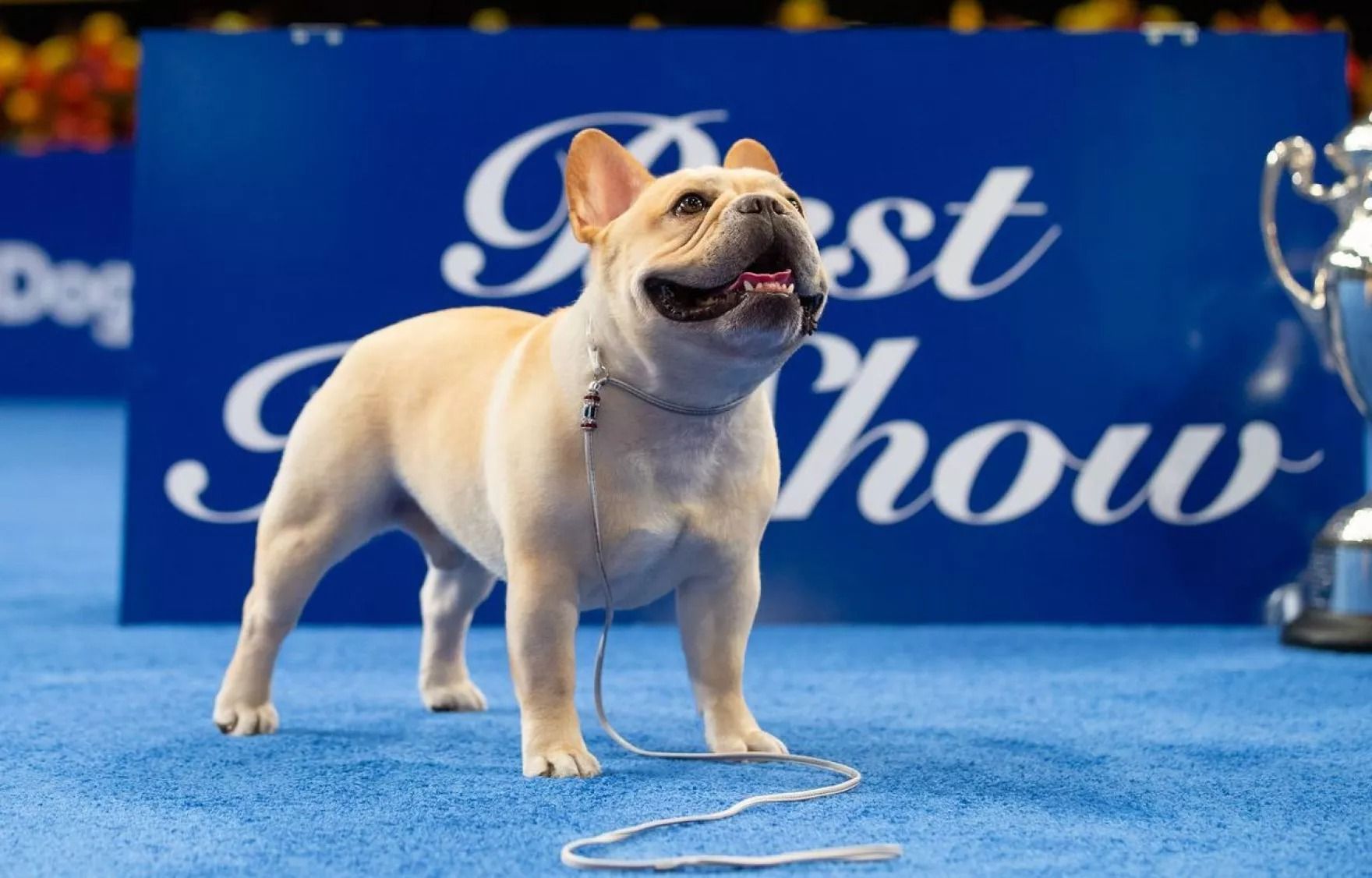 National Dog Show 2023 - How To Watch This Thanksgiving