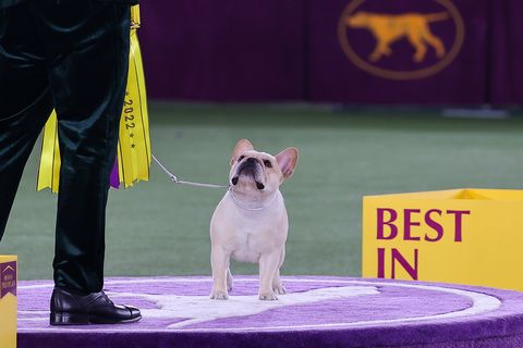 2022 westminster kennel club dog show winston the french bulldog