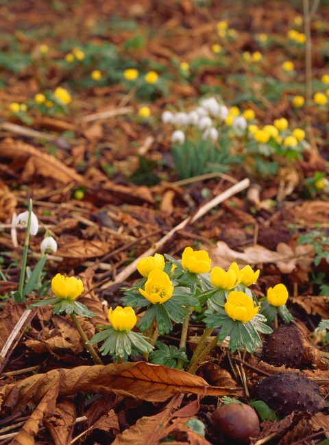 winter acemites eranthis hyemalis display their yellow flowers on a woodland floor