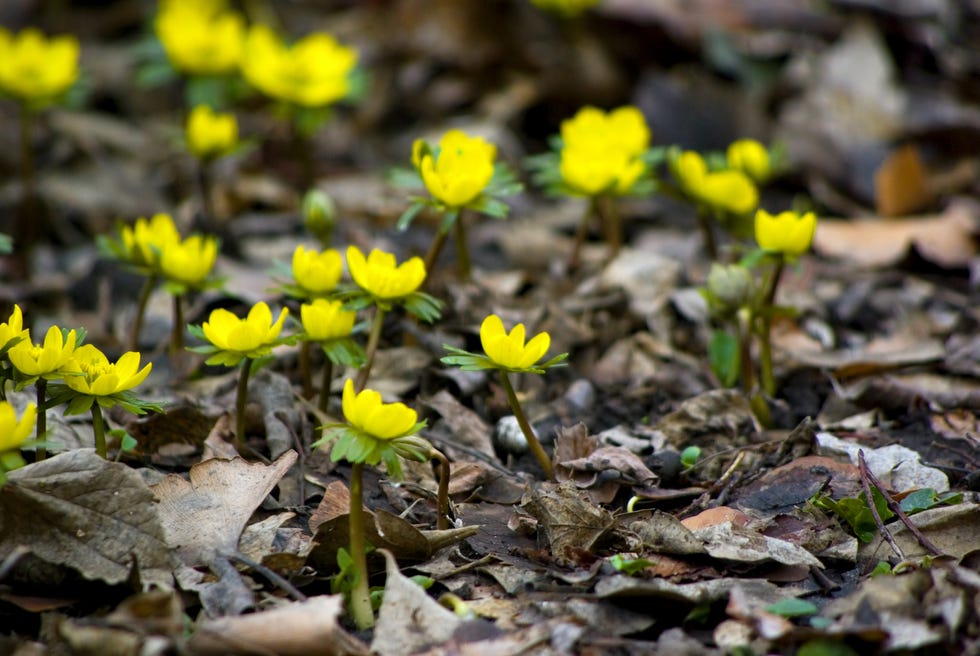 winter aconites eranthis hyemalis selective focu