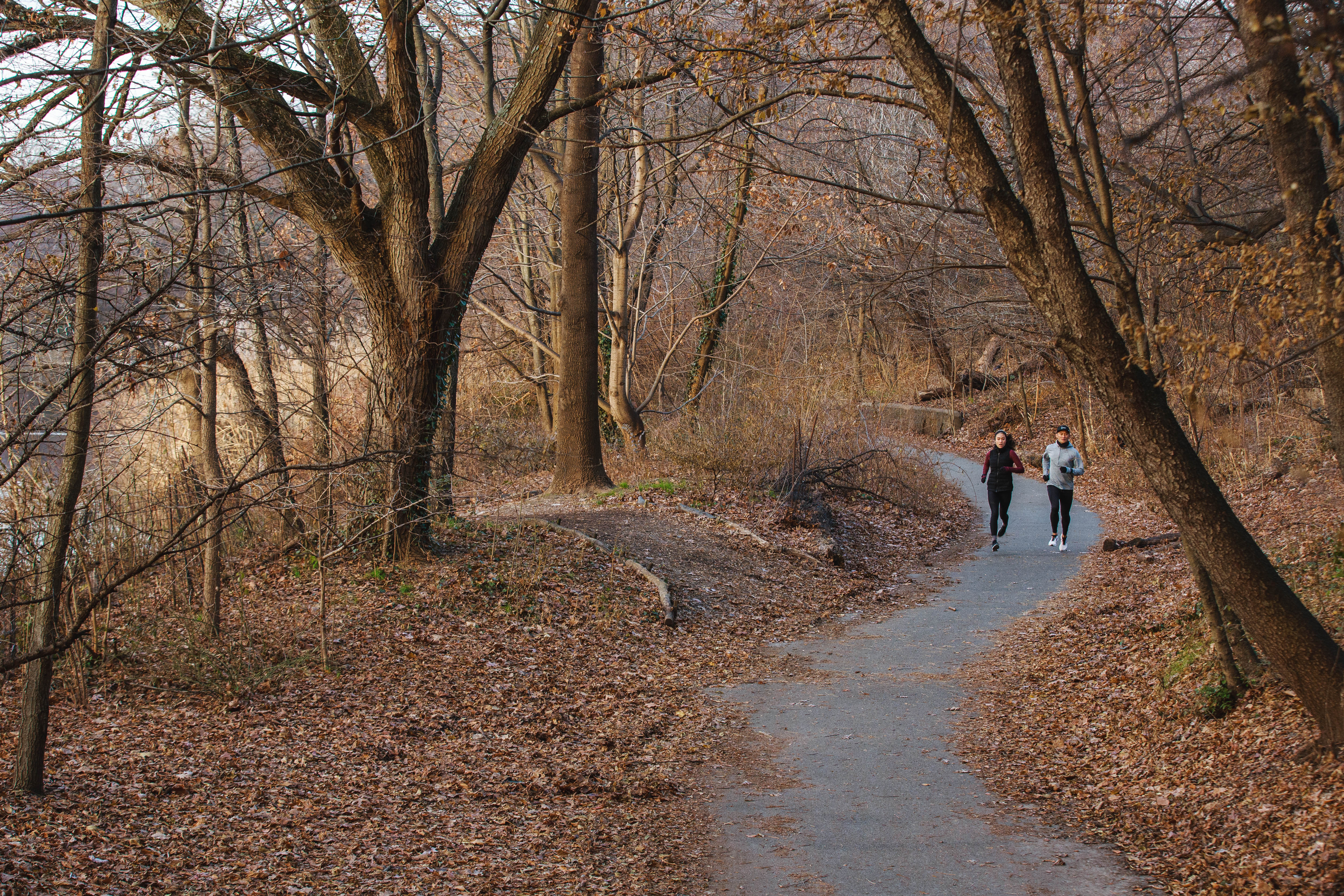 Tree, Natural landscape, Natural environment, Woodland, Forest, Trail, Branch, Nature reserve, Autumn, Leaf, 