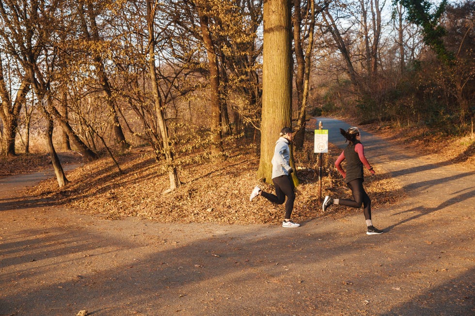 Tree, Woody plant, Leaf, Sunlight, Trail, Road, Plant, Winter, Thoroughfare, Recreation, 