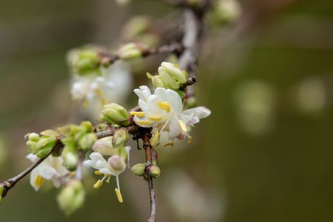 winter beauty honeysuckle flowers in bloom