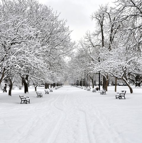 snow covered benches and trees in washington park albany, new york