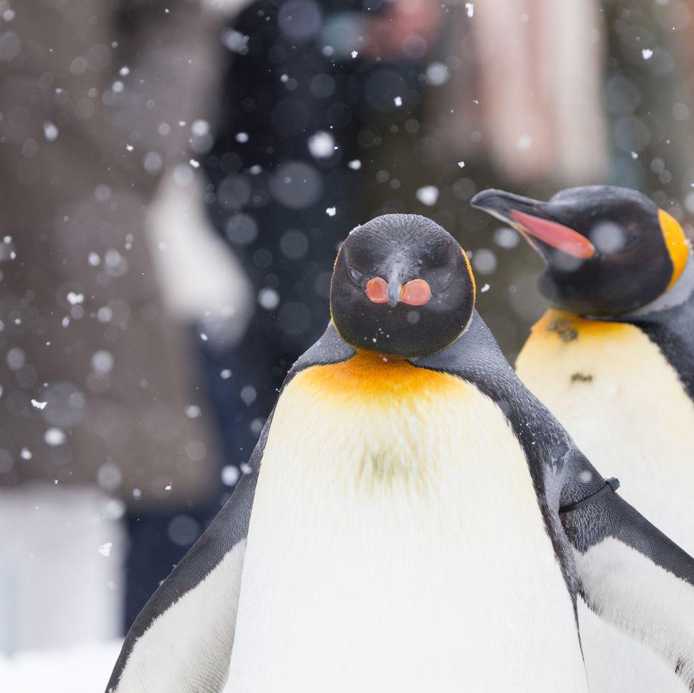 couple on a winter date go to the zoo