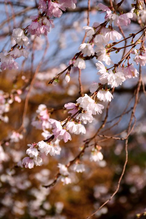 Winter-flowering cherry blossom.