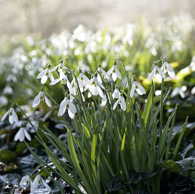 12 Best Plants And Flowers For Winter Gardens