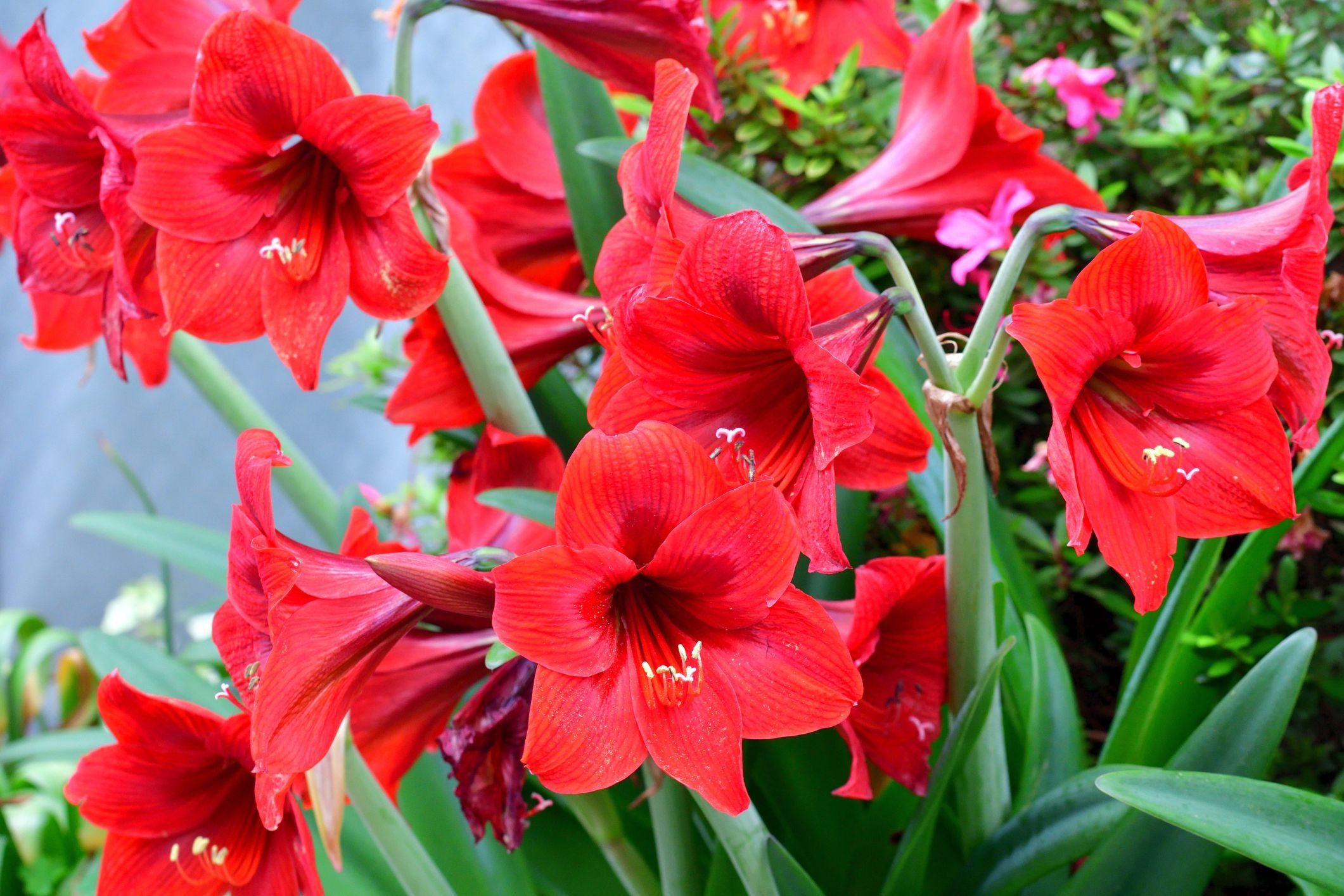 Winter Flowers and Plants