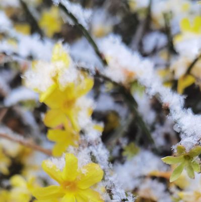 pictures of winter flowers