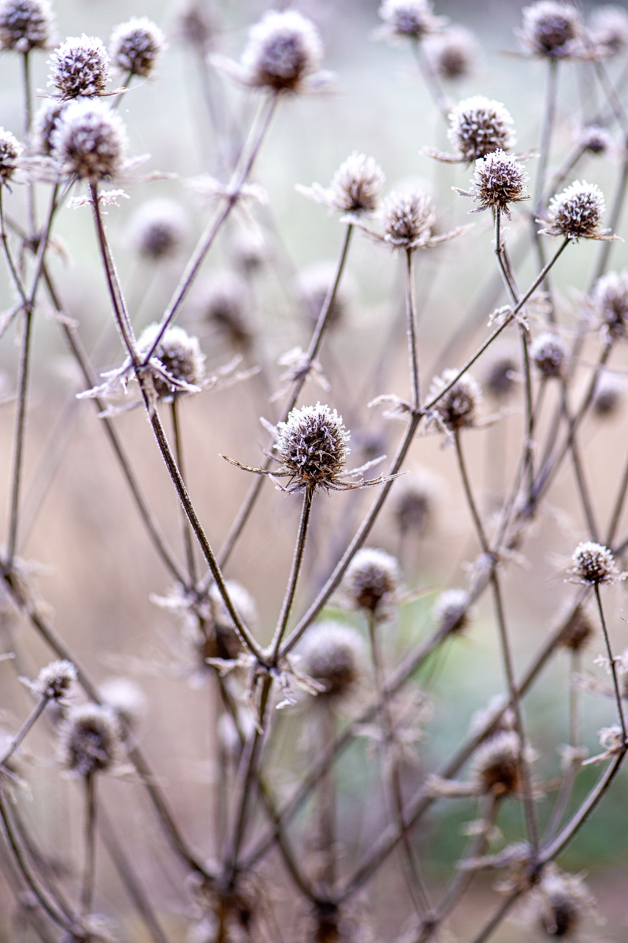 Bloom and Wild Christmas Trees - Tiny Christmas Trees For 2023