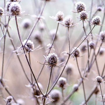 frost covered seed heads in a winter garden