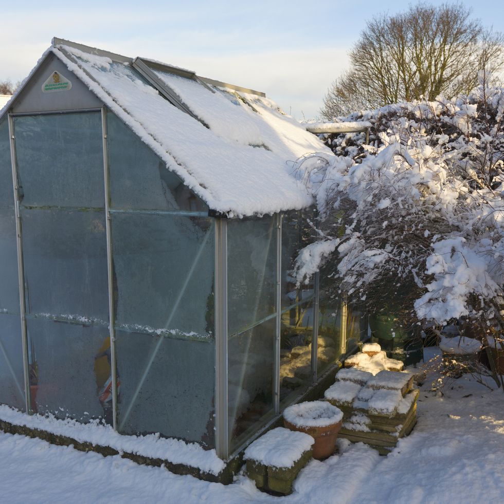 greenhouse in back garden covered in winter snow, wirral, merseyside, england pr