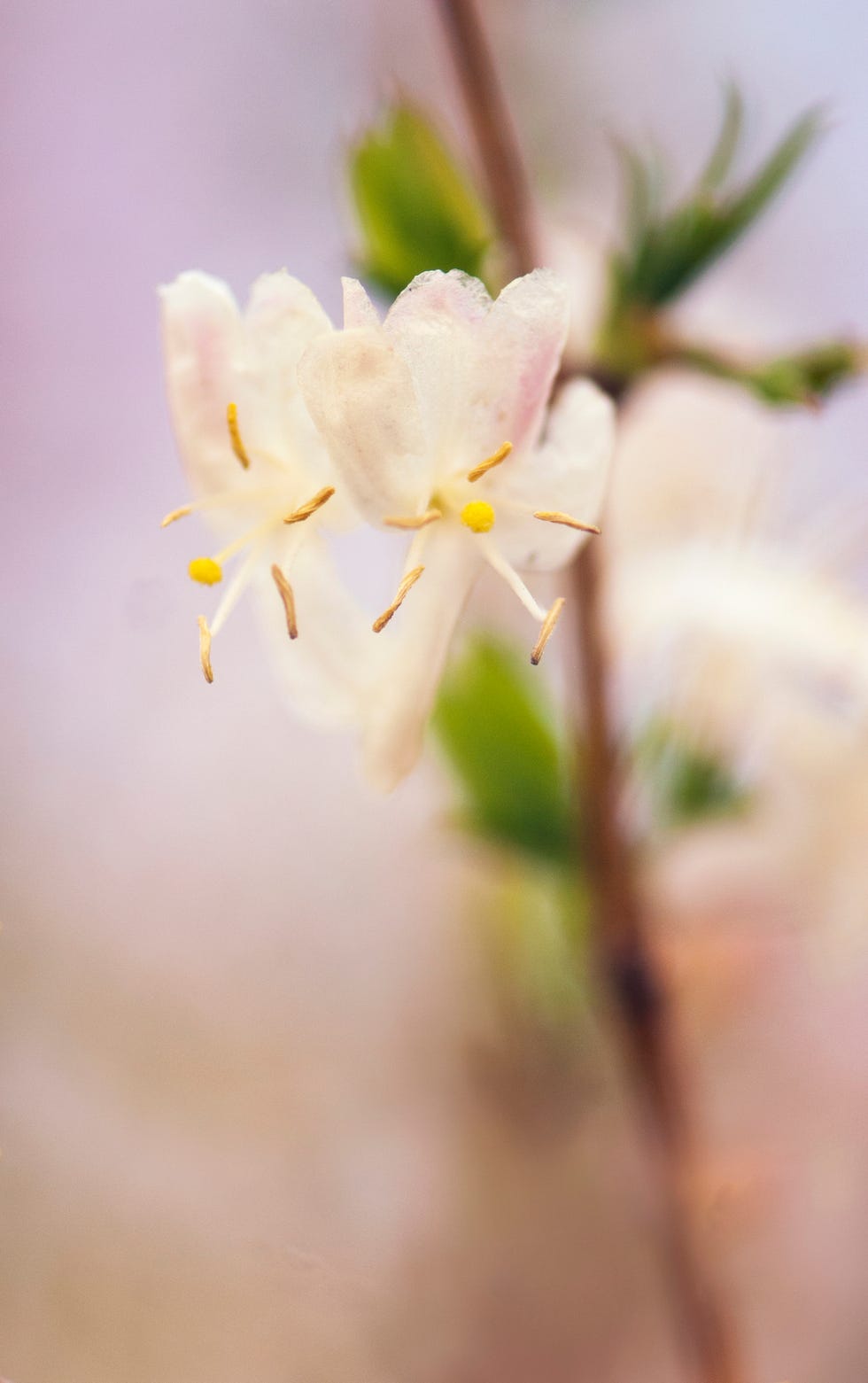 best christmas plants and flowers