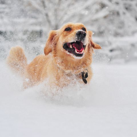 golden retriever dog running on fresh snow