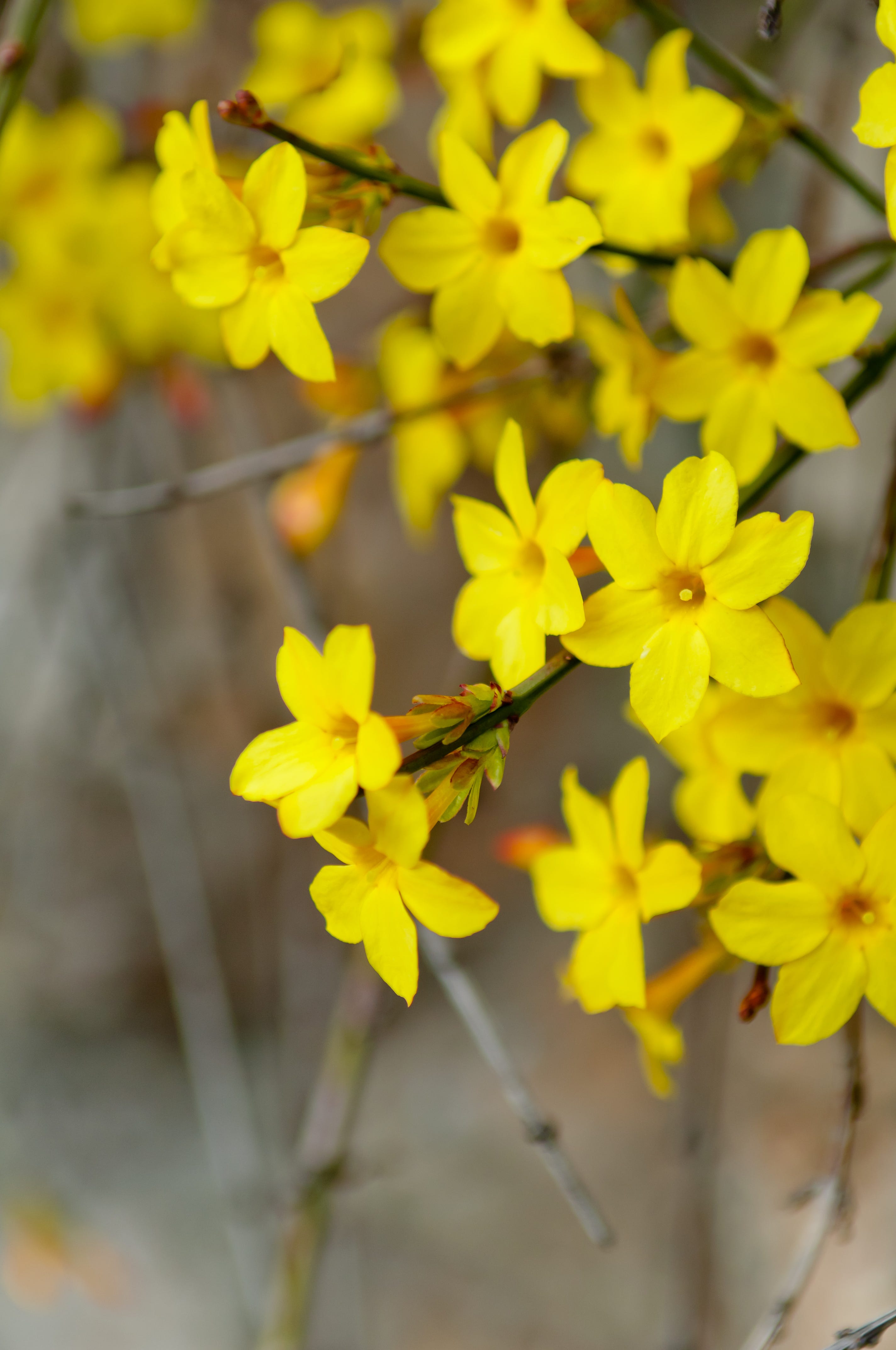 22 Best WinterBlooming Flowers